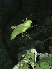 Amblycorypha oblongifolia