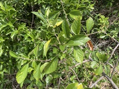 Grewia rhombifolia