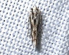 Melanocinclis lineigera