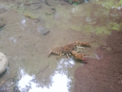 Austropotamobius torrentium