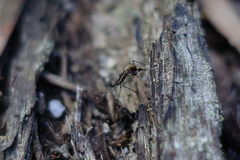 Aedes camptorhynchus