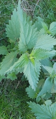 Urtica dioica