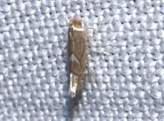 Phyllonorycter aeriferella