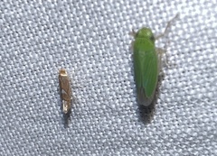Phyllonorycter aeriferella