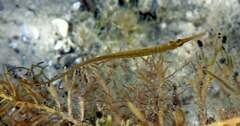 Stigmatopora nigra