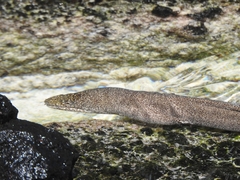 Gymnothorax pictus