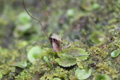 Corybas hatchii