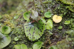 Corybas hatchii