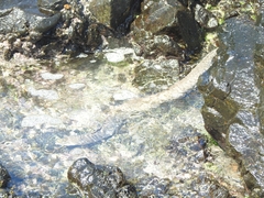 Gymnothorax pictus
