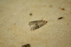 Ephestia unicolorella