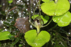 Corybas hatchii