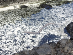 Gymnothorax pictus