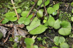 Corybas vitreus