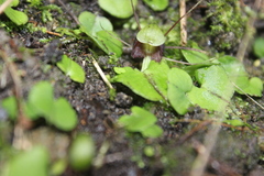 Corybas vitreus