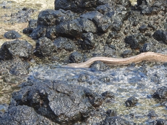 Gymnothorax pictus