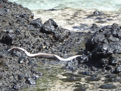 Gymnothorax pictus