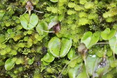 Corybas hatchii