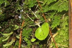 Corybas hatchii