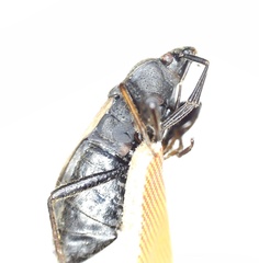 Eremocoris plebejus