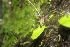 Corybas hatchii