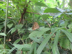 Neope goschkevitschii