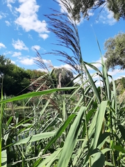Phragmites australis