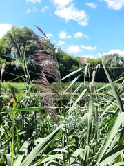 Phragmites australis