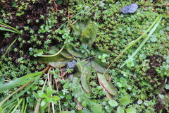 Plantago raoulii