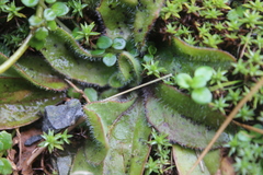 Plantago raoulii