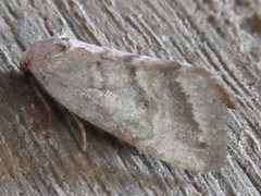 Phyllophila obliterata