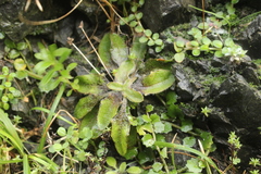 Plantago raoulii