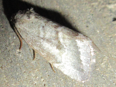 Phyllophila obliterata