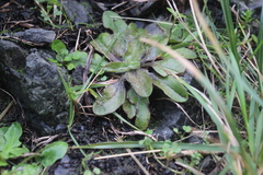 Plantago raoulii