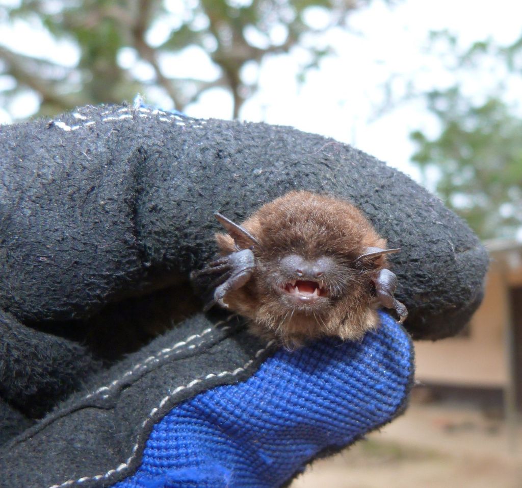 Banana pipistrelle (Bats of Guinea) · iNaturalist