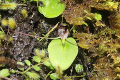 Corybas hatchii