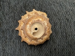 Astraea heliotropium