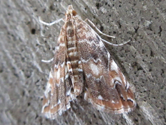 Elophila turbata