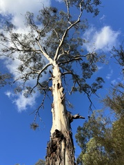 Eucalyptus viminalis viminalis