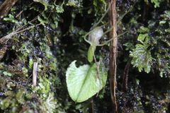 Corybas hatchii