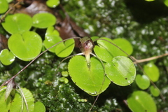 Corybas hatchii