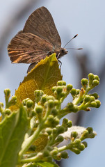 Callophrys augustinus