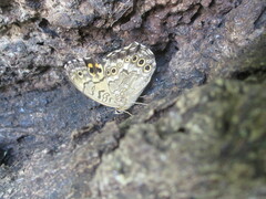 Neope goschkevitschii