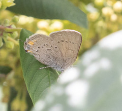 Satyrium californica