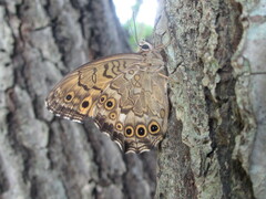 Neope goschkevitschii