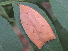 Scythropiodes malivora