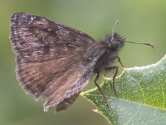 Erynnis pacuvius