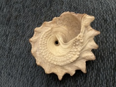 Astraea heliotropium