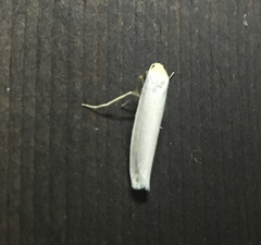 Crambidia xanthocorpa