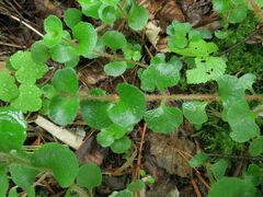 Chrysosplenium pilosum
