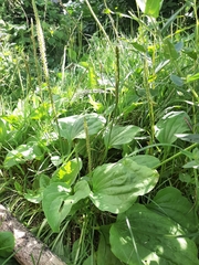 Plantago major